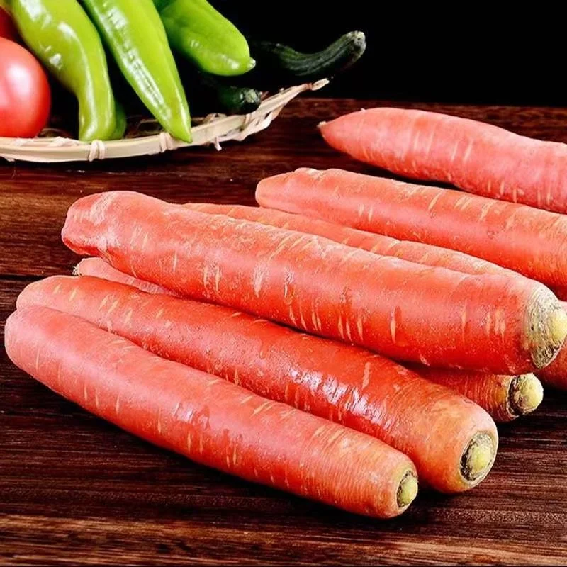 New Arrival Fresh Sale Natural Organic Fresh Carrots From Top Supplier