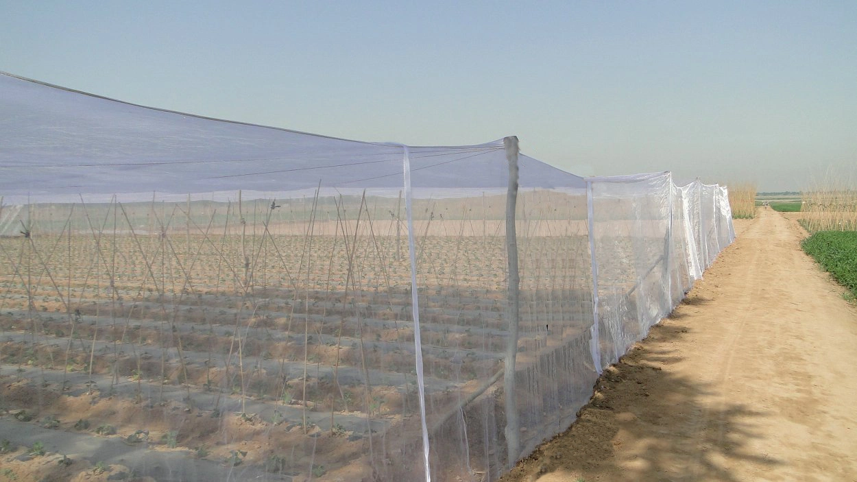 Greenhouse Used Anti Insect Nets with Low Price