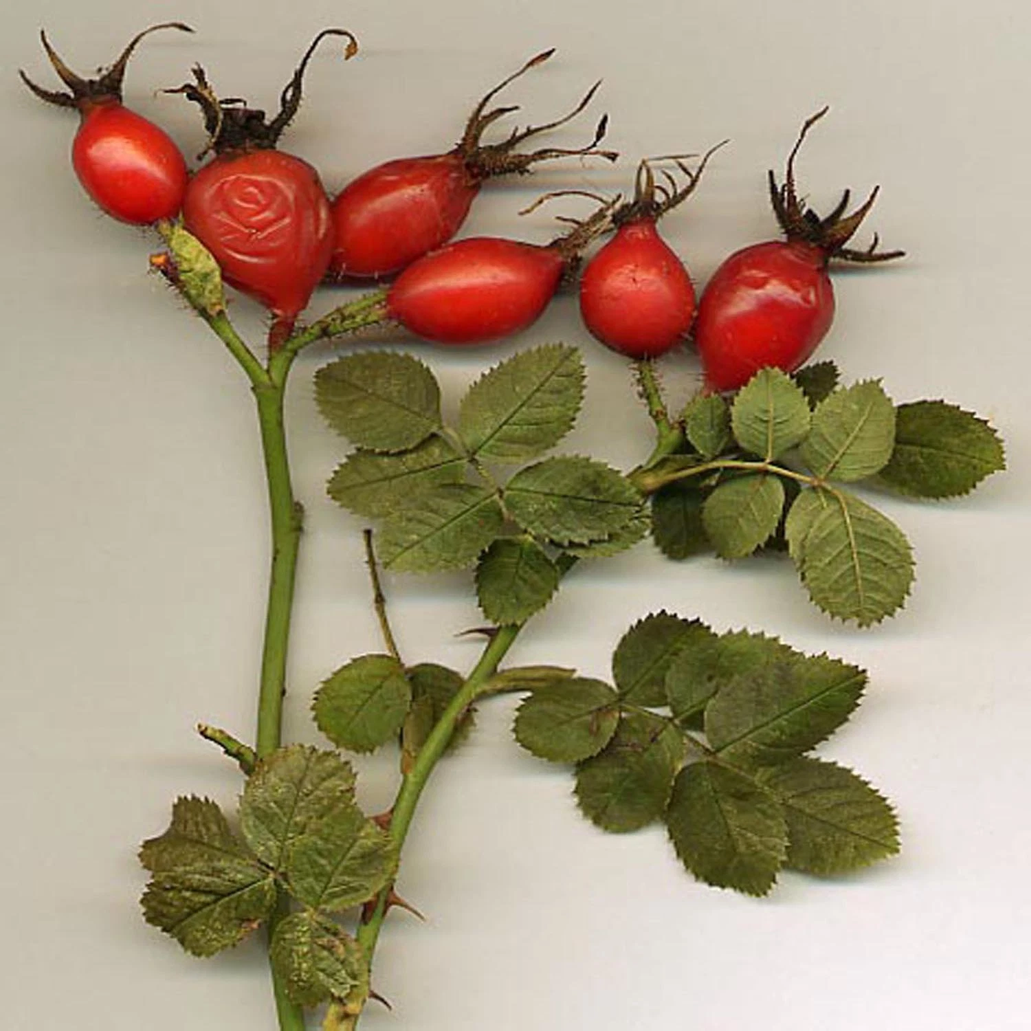 Rosehip, Fructus Rosae, Rosehip Selvagem de frutas em pó, extracto Rosehip Rosehip
