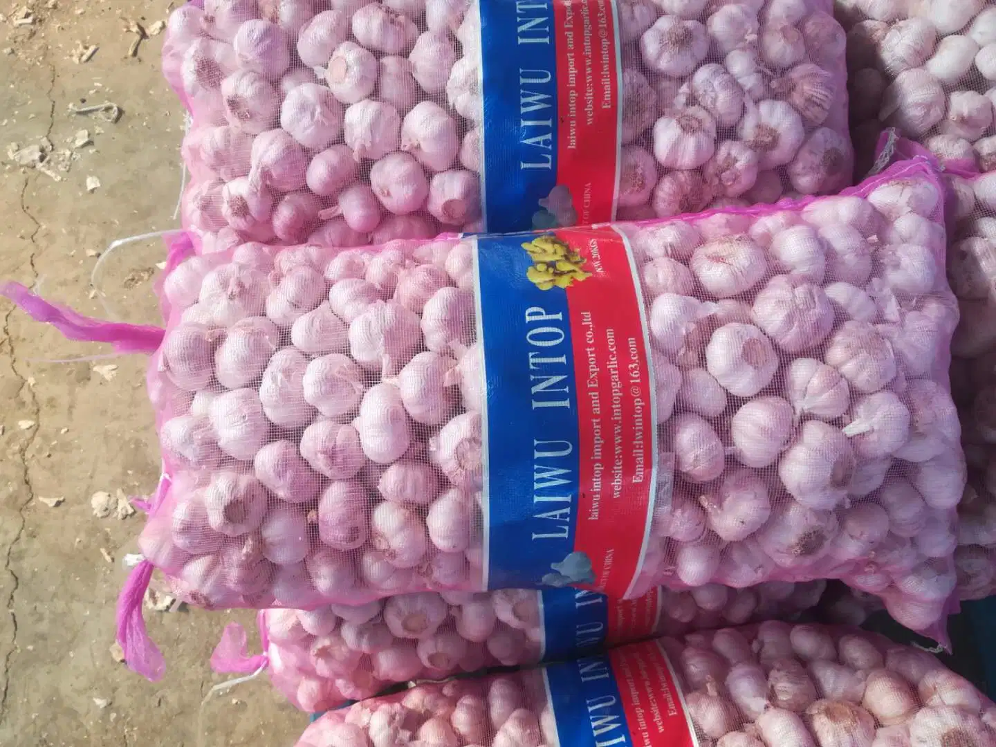 New Wholesale/Supplier Shandong Good Price Export Solo Pure Peeled Fresh Dried Normal/Super White Dehydrated Garlic