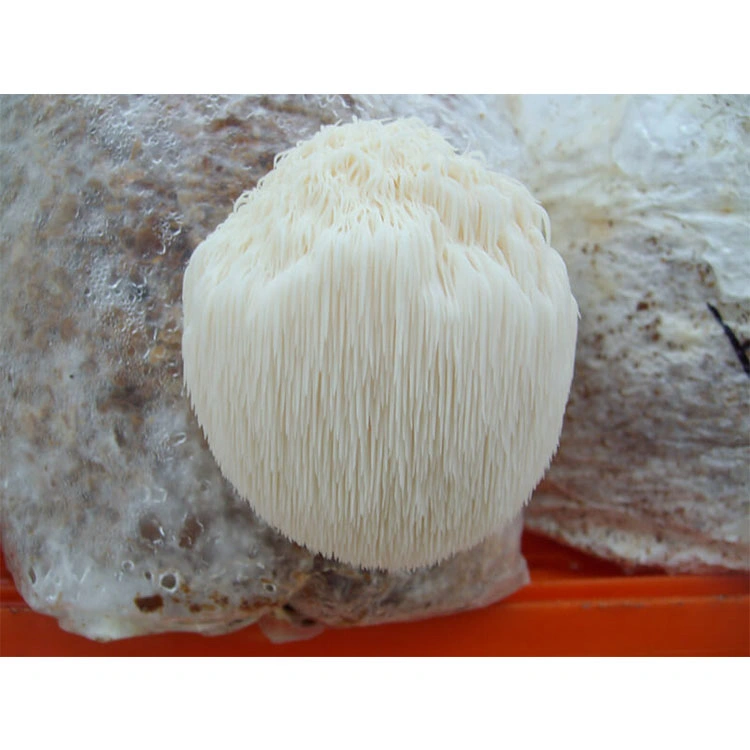 Lion's Mane Extracto de hongos de la cabeza de Mono Hericium Erinaceus Extracto para Tablets