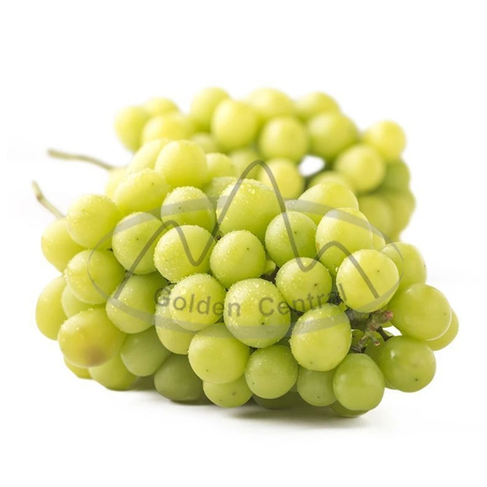 Nourrissant frais doux juteux brillant Muscat Green Grape avec faible Prix