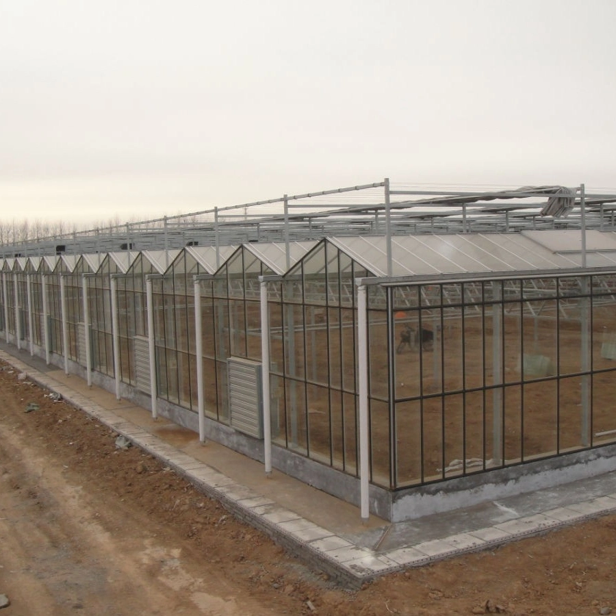 Hot Galvanized Steel Frame Structure Plastic Sheet Commercial Multi Span Greenhouse