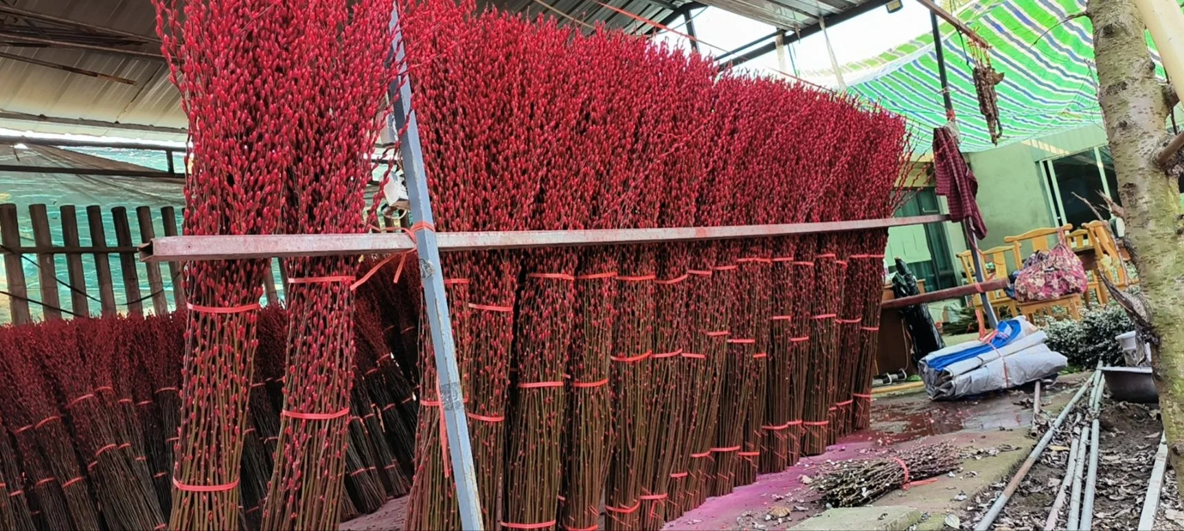 Flor de Kunming para la celebración de la noche de flores frescas cortadas de hierba de sauce para la decoración