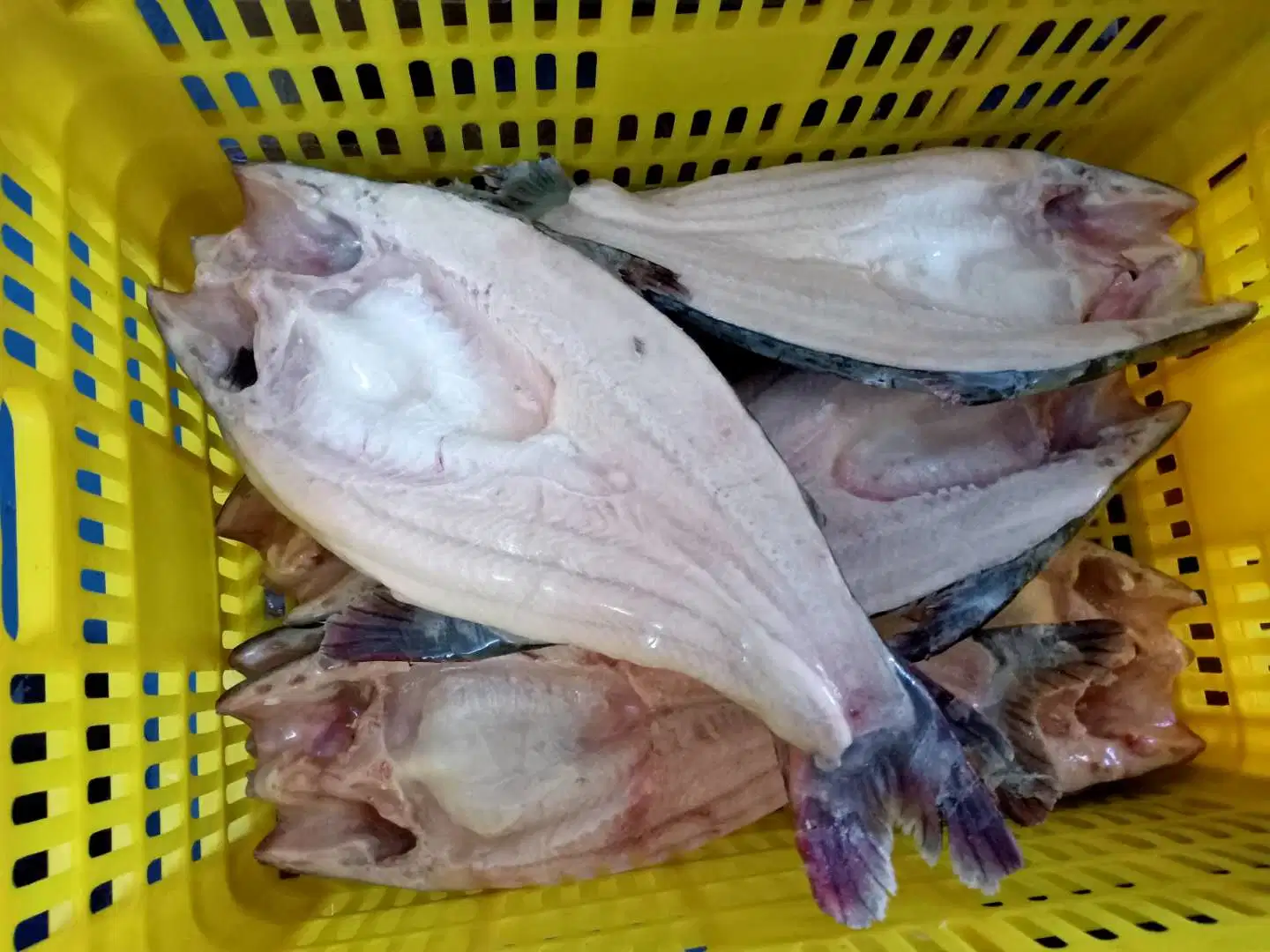 IQF Tunnel Freezer for Peru Frozen Squid