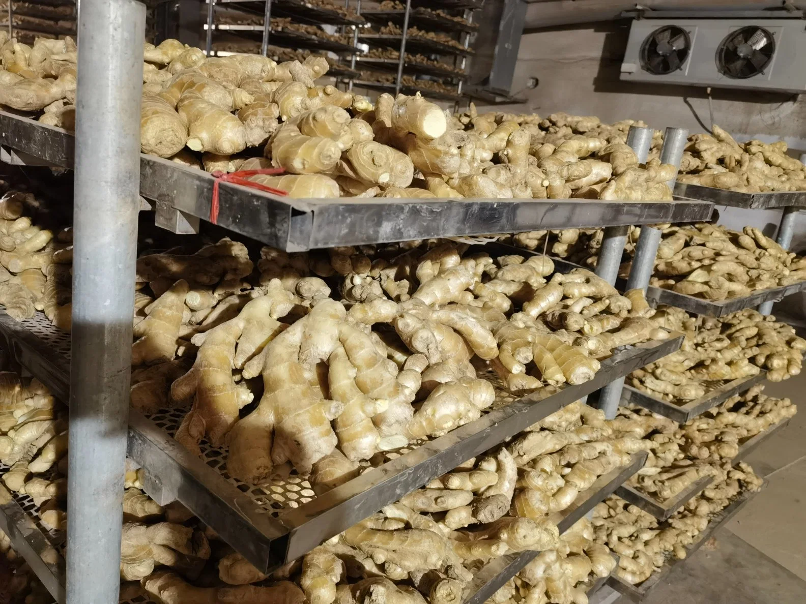 Edible New Crop Air Dry Fresh Ginger