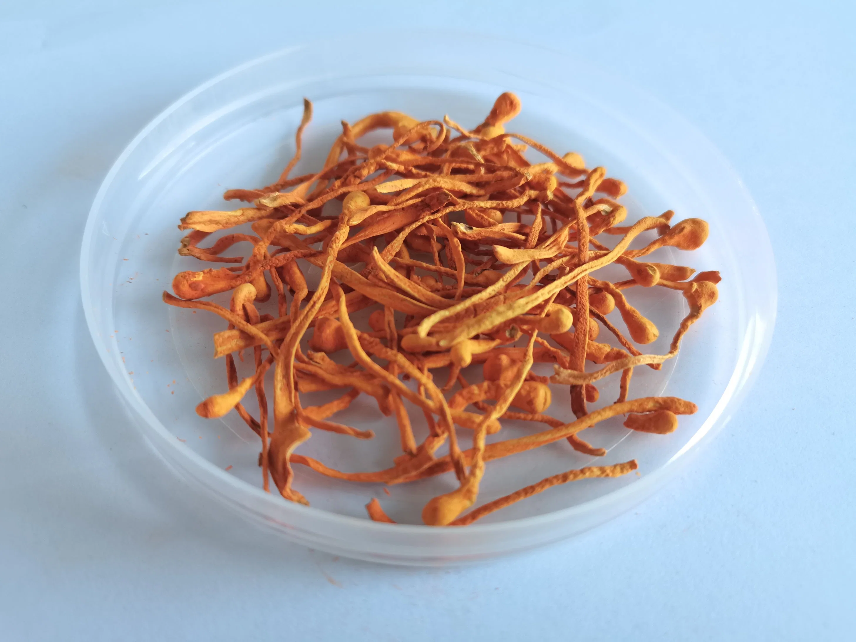 Drying Cordyceps Mycelium Dry Goods at Low Temperature