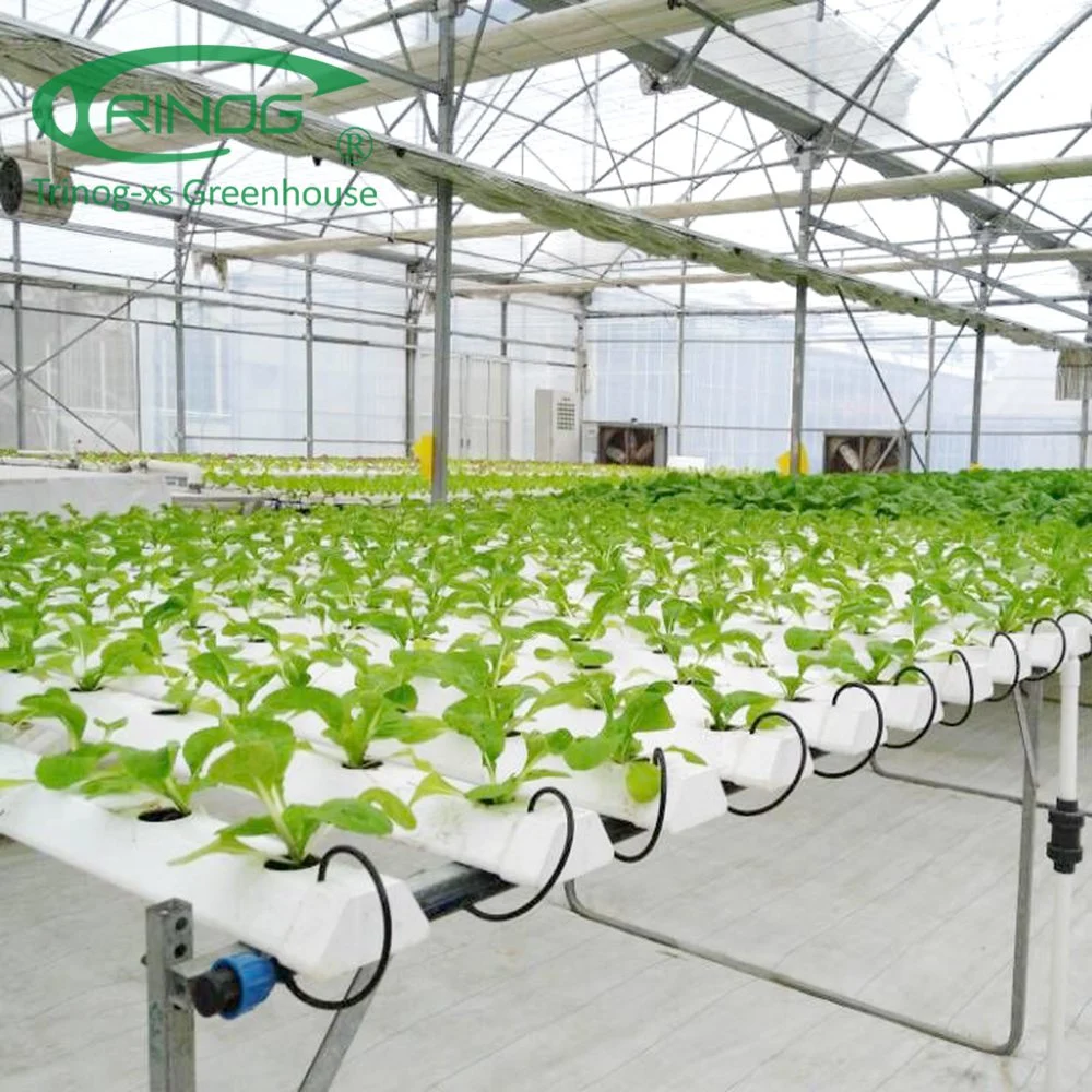 Nuevo diseño comercial agrícola de cultivo de lechuga NFT Sistema de hidroponía de la película La Casa Verde