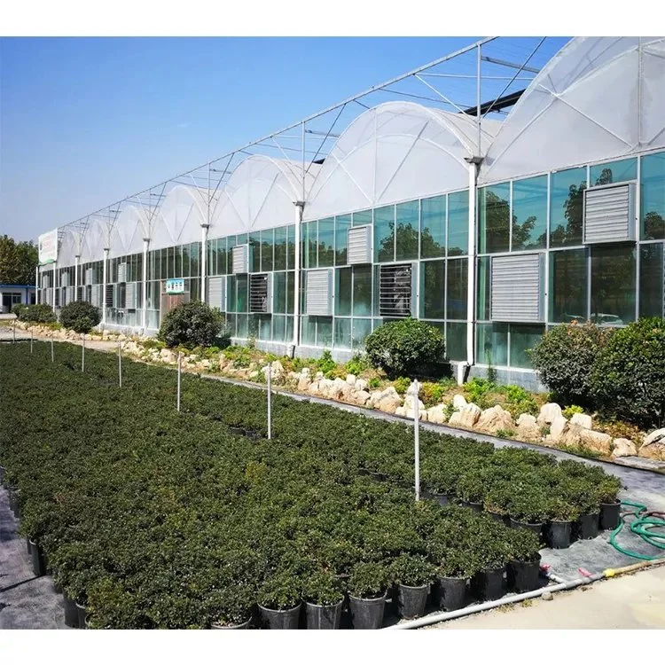 Complete Glass Agricultural Greenhouse Turnkey Project with Hydroponic Growing System