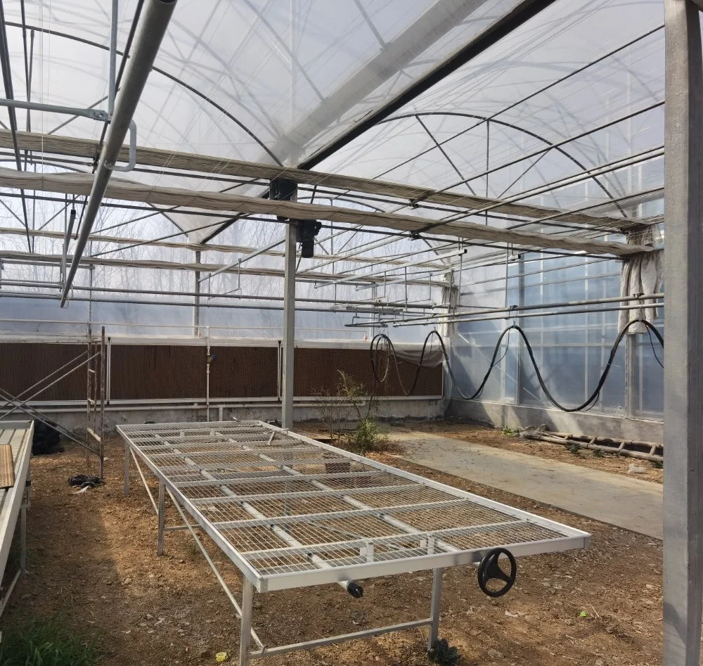 Complete Multi-Span Arch Plastic Film Greenhouse Turnkey Project with Tomato and Strawberry Hydroponic Growing System