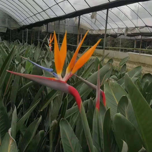 Touchhealthy Supply Strelitzia Reginae Seeds/Strelitzia Nicolai Seeds/Birds of Paradise Seed