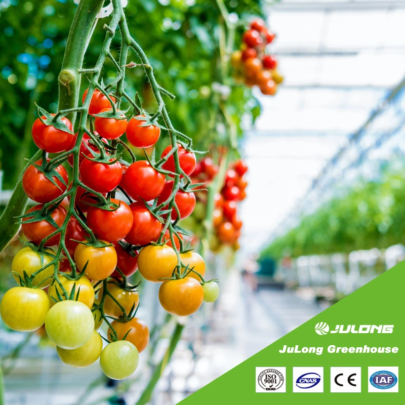 Customized Polycarbonate Sheet Agricultural Venlo Type Greenhouse with Hydroponics System for Vegetables