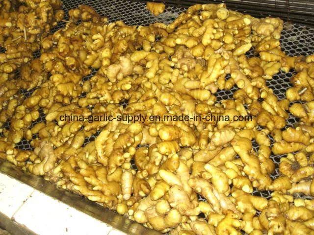 Chinese Shandong Anqiu Products Fresh Fat Air-Dried Dry Ginger Buyer