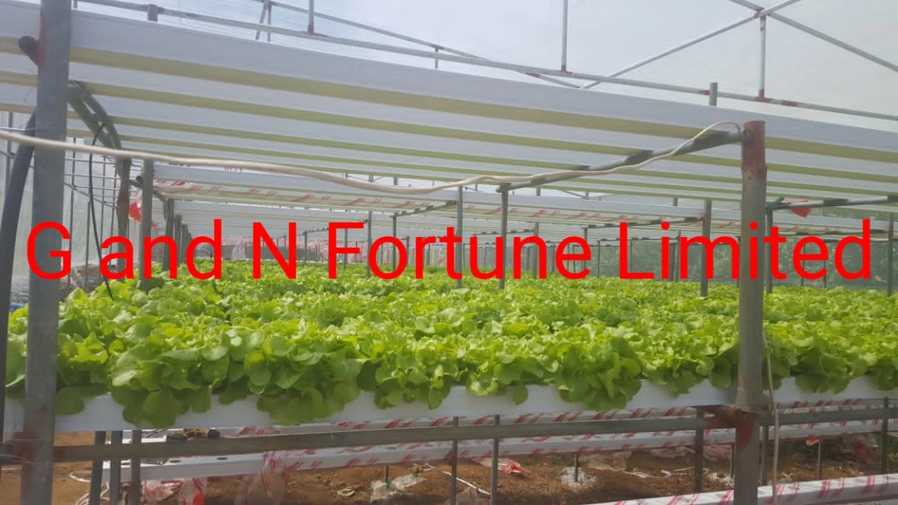 Nft Channel Vertical Farming Vegetables Hydroponic Growing Systems Price 5mm Single Layer Tempered Glass Greenhouse on Sale