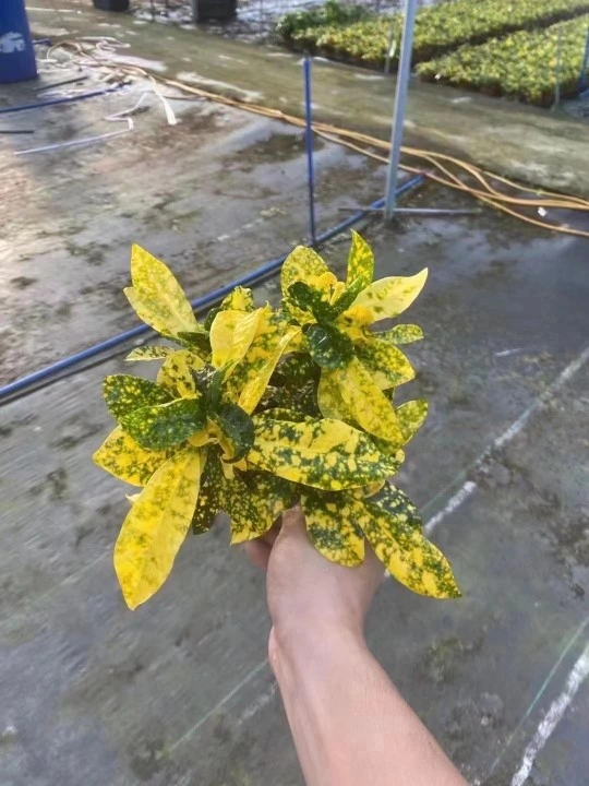 Echte Zimmerpflanzen Bonsai Golden Codiaeum Variegatum (L.) a.. Juss.