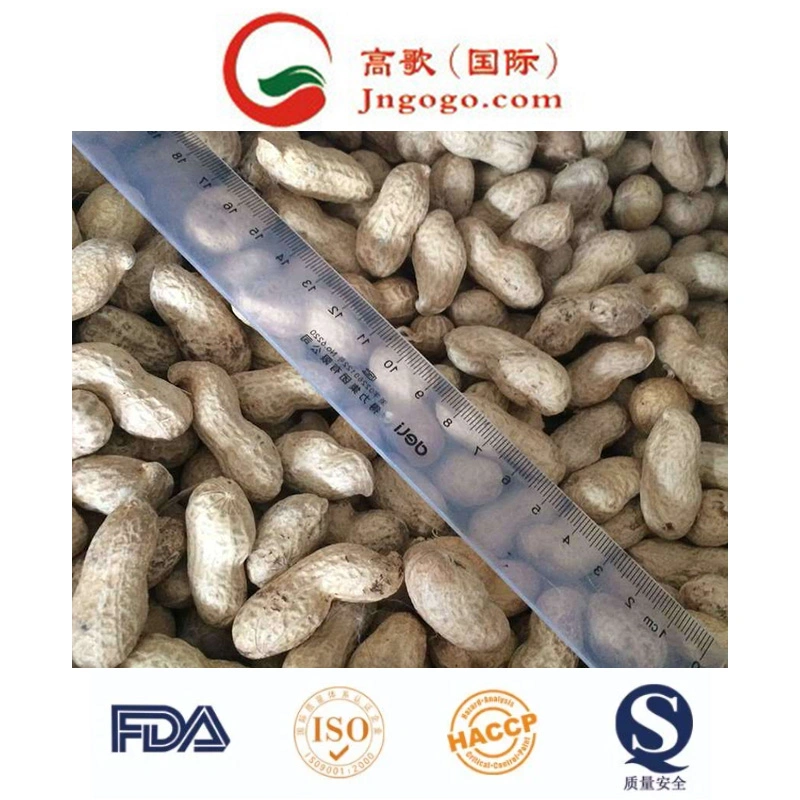 High quality/High cost performance Peanut Kernel with Skin (24/28, 28/32, 38/42)