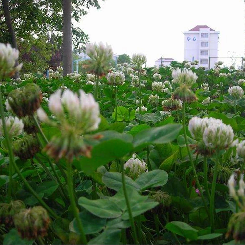 Sementes de trevo branco de gramíneas forrageiras/ Trifolium repens sementes destinadas à plantação