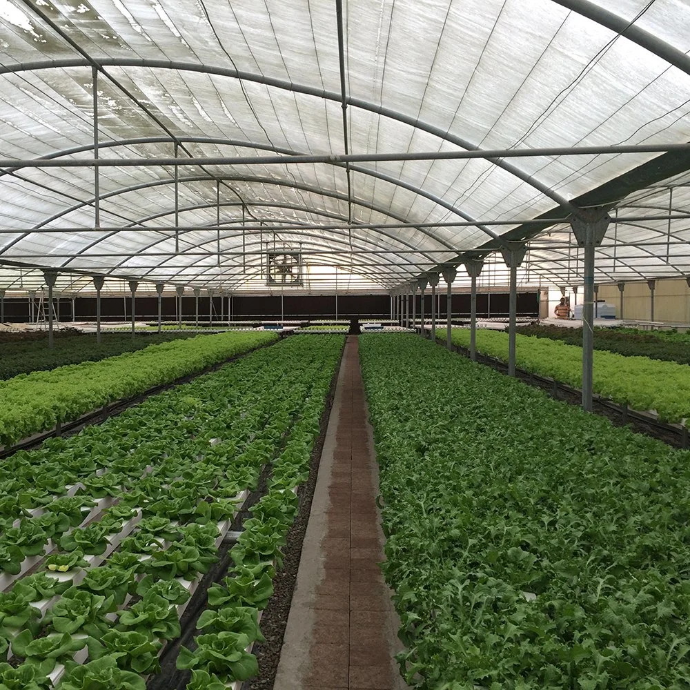 Alface comercial Vegeta o sistema de hidroponia Superfarm Nft