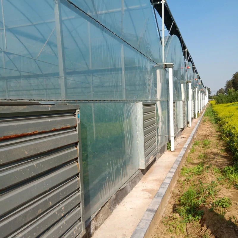 Multispan Plastic Film Covered Commercial Greenhouse with Tomato Hydroponics