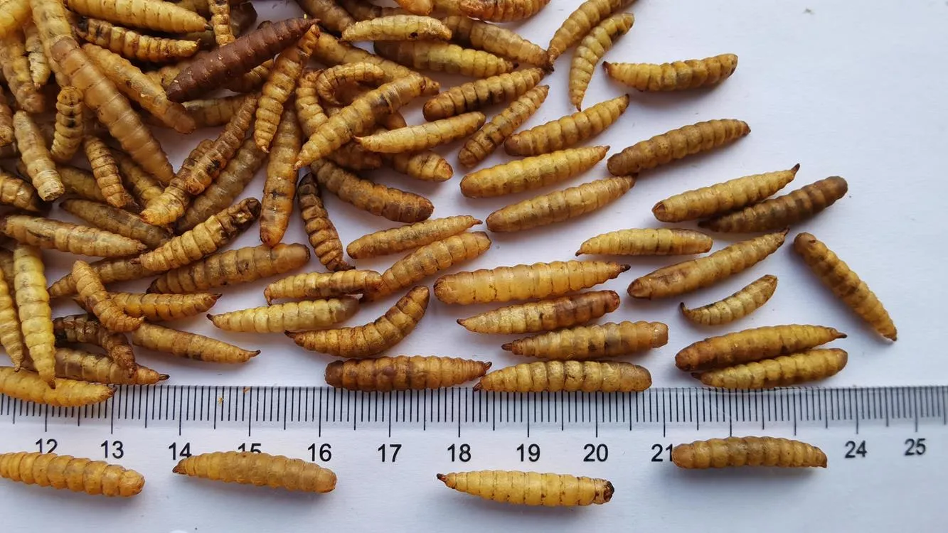 Dried Black Soldier Fly Larvae for Birds/Poultry/Reptiles Feed