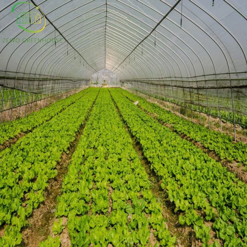 China Gemüse Wachsenden Hoop House Single Span Landwirtschaftliche Gewächshaus Tunneling Zum Hot Sale