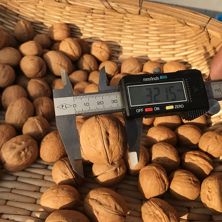 100% orgánicos sanos frutos secos nueces Shell de papel de Xinjiang