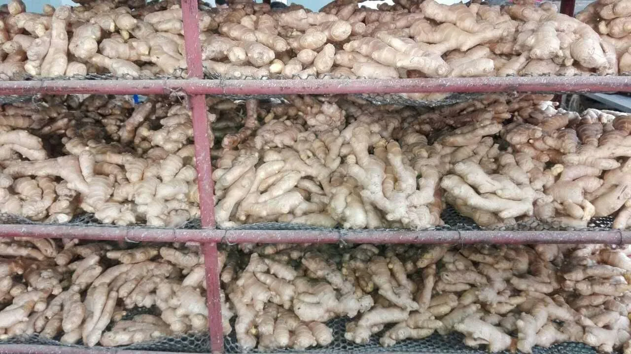 Super Quality Air Dry Ginger for Europe