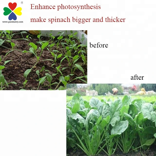 Plant Growth Promoter Plant Hormones Dcpta 80%Sp