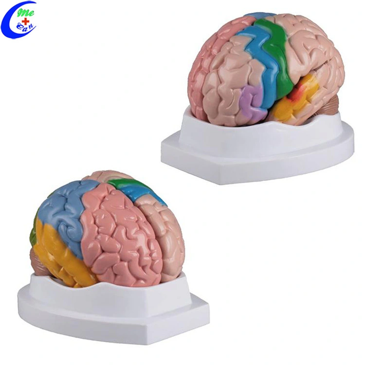 Преподавания прав пластиковые мозг 3D-медицинской моделью медицинскую подготовку модели анатомических областей