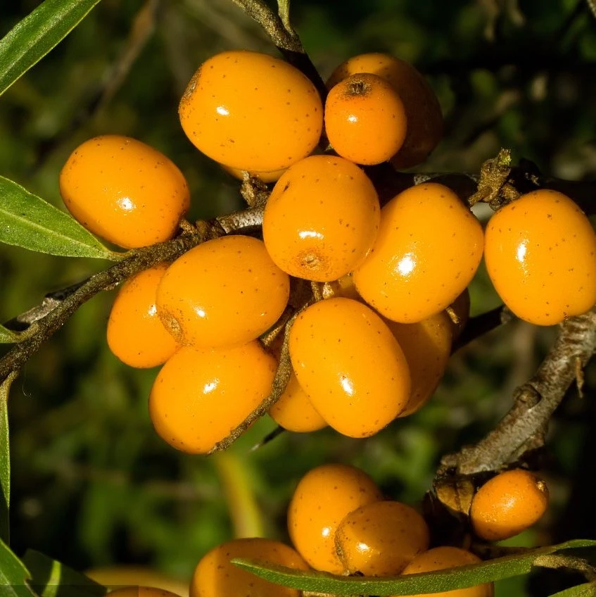 مقتطف من نوع Natural Seabuckthorn Fruit Extract Powder Sea-Buckthorn Seabuckthorn