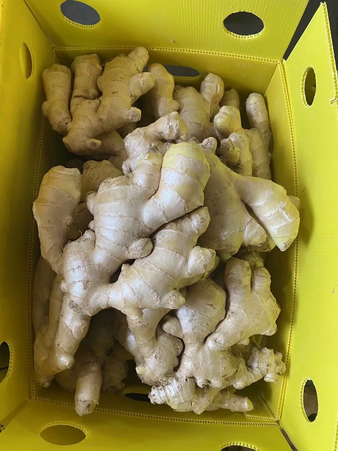 Chinese Fresh Spicy Mature Ginger Exported to European Market