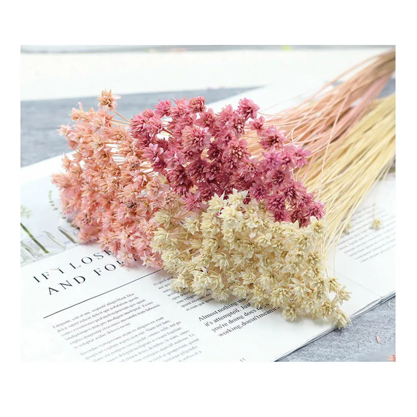 Wholesale/Supplier Dried Flowers Small Mountain Flower for Home Wedding Decoration Natural Dried Flower