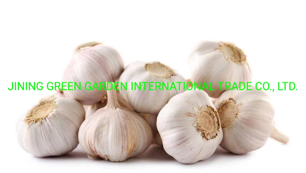 2021 New Crop Fresh White Garlic From China Mosquto Coil Cheak Peace Supplier in Australia China Garlic Cheep Price in Thailand