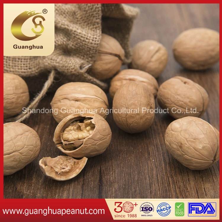 Hot Sale Grade AAA Walnut in Shell (Origin: China)