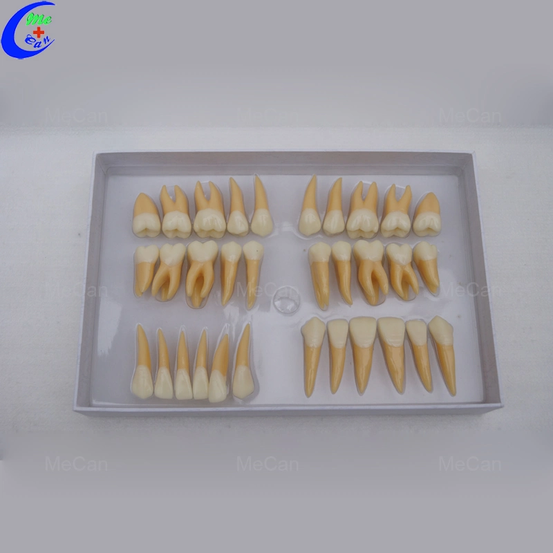 Human Teeth Model, Twice Permanent Teeth