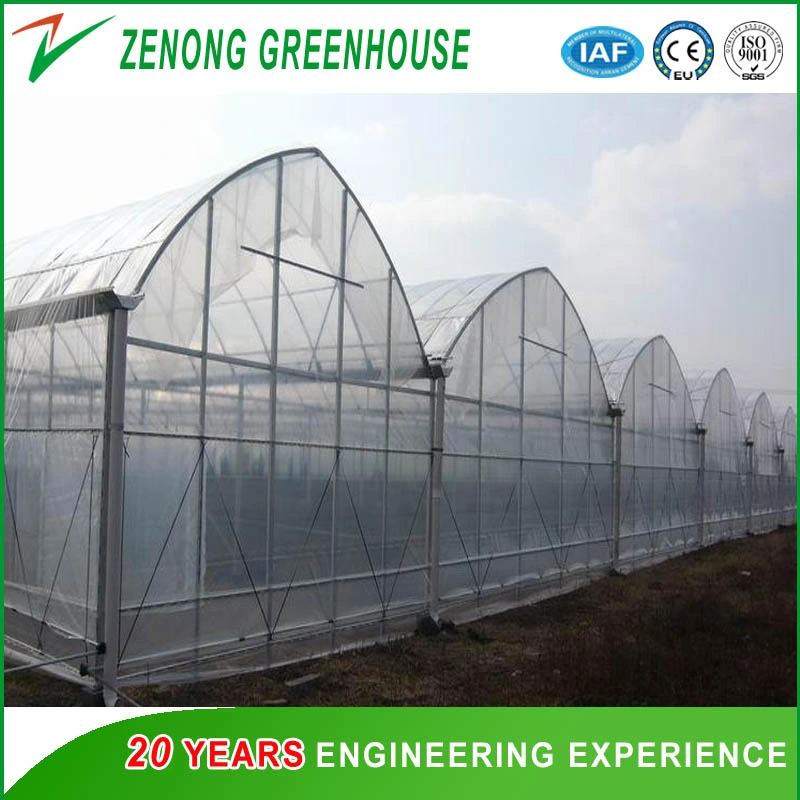 Plastic Film Multi-Tunnel Greenhouse with Exhaust Fan for Celery/Pepper/Cabbage