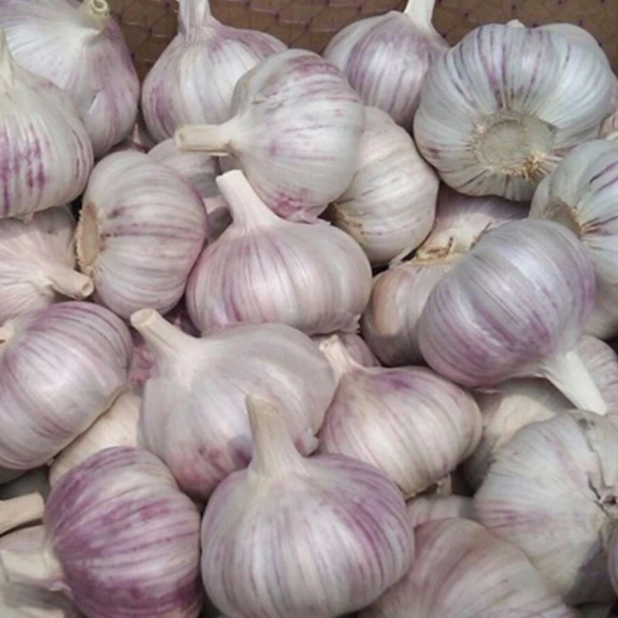 China Exports Fresh Vegetables Naturally Grown Garlic Fresh Garlic in Bulk Wholesale