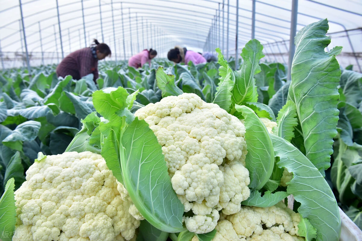 Agriculture/Farm/Single-Span/Tunnel Plastic Film Greenhouse with Irrigation System for Tomato/Cucumber Planting