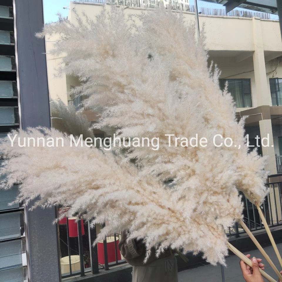 Wholesale/Supplier Boho Wedding Decor Large Plume Dry Pampas Grass Flower Decor Natural Real Preserved Dried Pampas Grass for Amazon Hot Sale