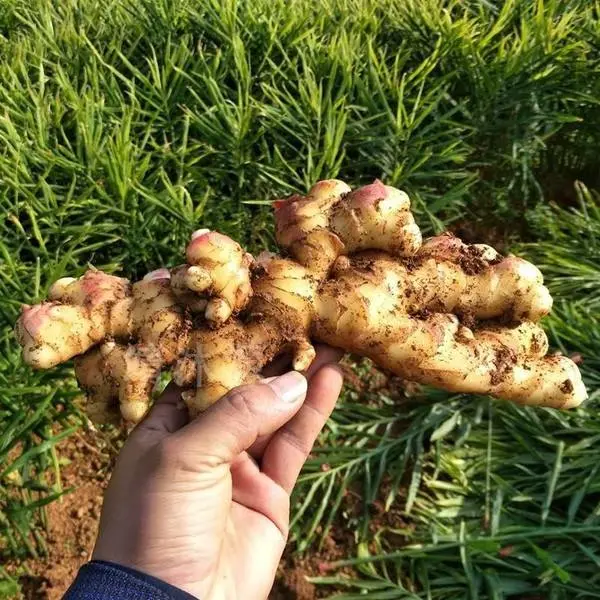 2020 China Top Quality and Hot Sell Fresh Ginger