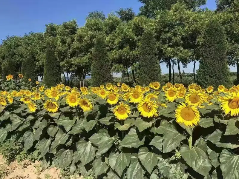 High Yield Nucleus Oil Length Sunflower Seeds Hybrid Sunflower Seeds