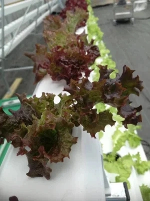 Greenhouse Hydroponics System for Lettuce Strawberry Tomato