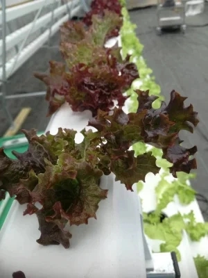 Système de la culture hydroponique pour la laitue de serre Tomate fraise