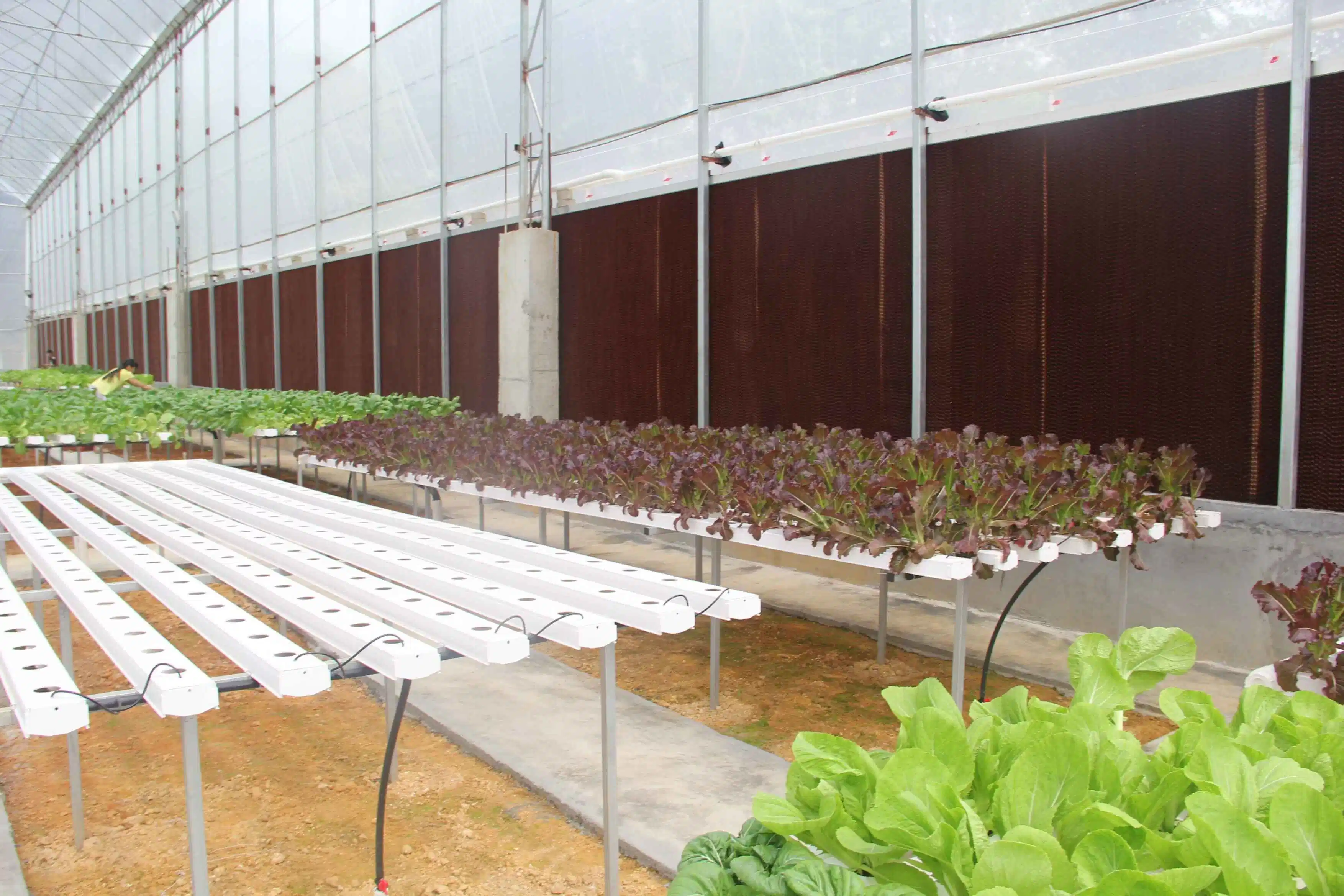 Nft Hydroponic Systems Agricultural Product