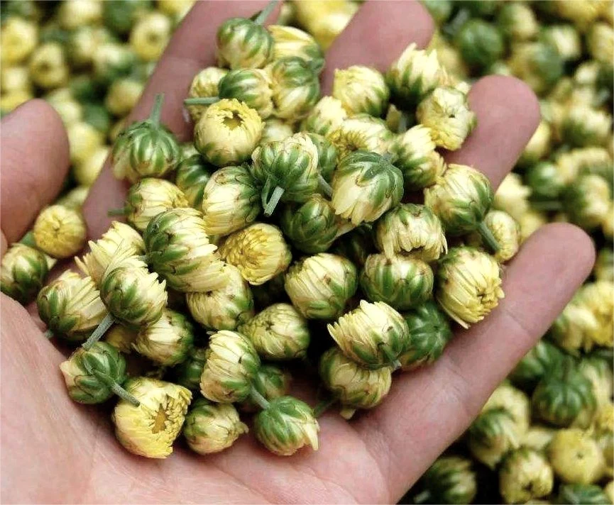 Großhandel/Lieferant Kräuter natürliche Chrysantheme Blume für Factory Outlet