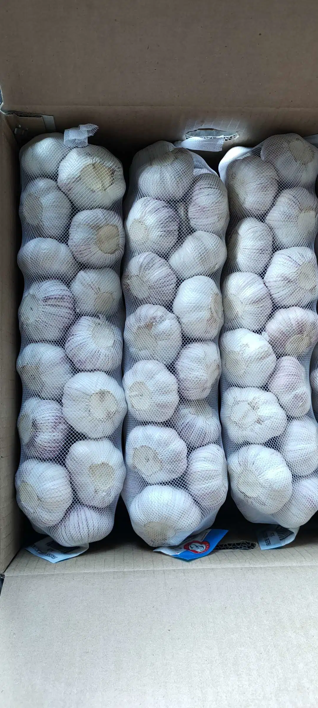 Shandong Jinxiang Good Quality Normal White Garlic Pure White Garlic