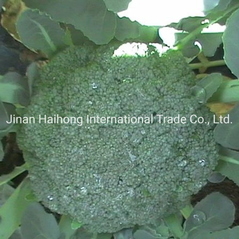 New Crop High quality/High cost performance Broccoli