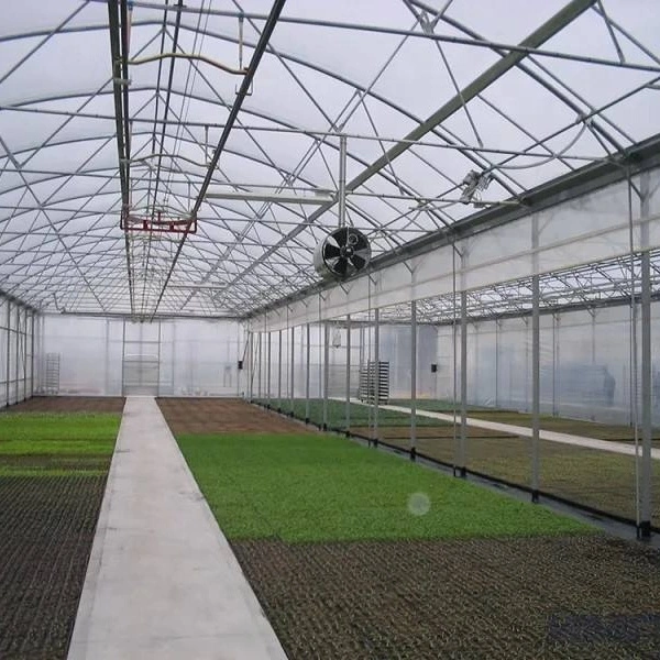 Project-Commercial Hydroponic Greenhouse with Lighting System for Growing Tomatoes