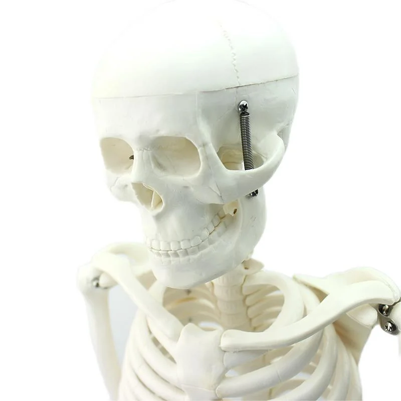 Hohe Reproduktion und Genauigkeit Medizinische Lehrmodelle Knochenfarbe Mensch Teaching Skeleton 85cm menschliches Skelett aus PVC