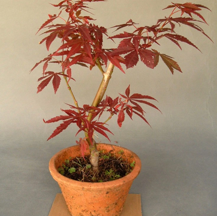 Bonne forme d'érable rouge japonais Bonsai